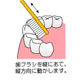 正しい歯の磨き方
